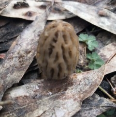 Morchella elata group (Morel) at Cotter River, ACT - 24 Sep 2020 by BrianH