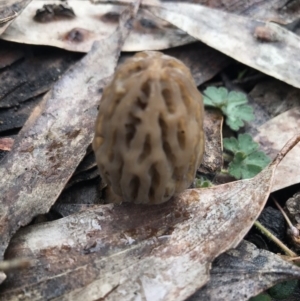 Morchella elata group at Cotter River, ACT - 24 Sep 2020