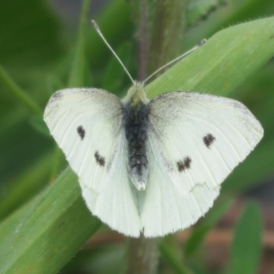 Pieris rapae (Cabbage White) at Holt, ACT - 17 Oct 2020 by Christine