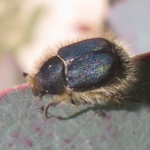 Liparetrus sp. (genus) at Symonston, ACT - 15 Oct 2020