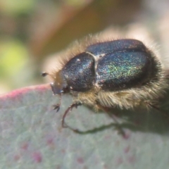 Liparetrus sp. (genus) at Symonston, ACT - 15 Oct 2020