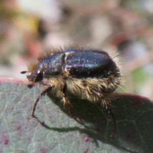 Liparetrus sp. (genus) at Symonston, ACT - 15 Oct 2020