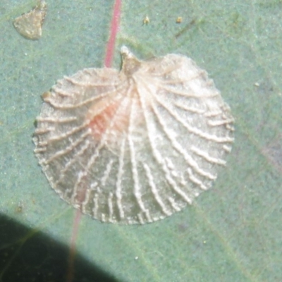 Creiis costatus (A lerp of eucalypts) at Symonston, ACT - 15 Oct 2020 by Christine