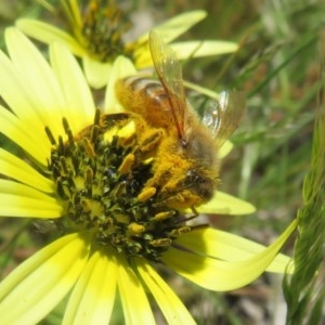 Apis mellifera at Symonston, ACT - 15 Oct 2020