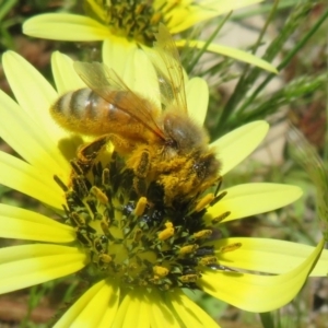 Apis mellifera at Symonston, ACT - 15 Oct 2020 10:47 AM