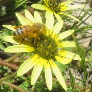 Apis mellifera at Symonston, ACT - 15 Oct 2020