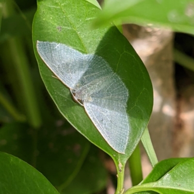 Poecilasthena thalassias (Sea-blue Delicate) at Springdale Heights, NSW - 19 Oct 2020 by ChrisAllen