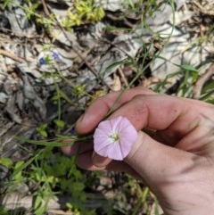 Convolvulus angustissimus subsp. angustissimus (Australian Bindweed) at Springdale Heights, NSW - 19 Oct 2020 by ChrisAllen