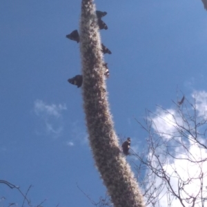 Xanthorrhoea glauca subsp. angustifolia at Paddys River, ACT - suppressed