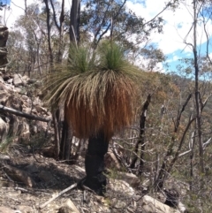 Xanthorrhoea glauca subsp. angustifolia at Paddys River, ACT - suppressed