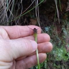 Pterostylis pedunculata (Maroonhood) at Coree, ACT - 16 Aug 2020 by Greggy