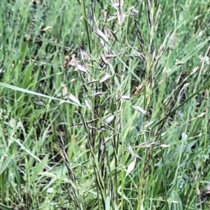 Rytidosperma sp. at Hughes, ACT - 19 Oct 2020