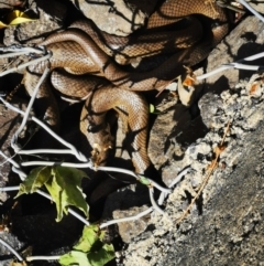 Pseudonaja textilis (Eastern Brown Snake) at Queanbeyan River - 18 Oct 2020 by MeganAlyce