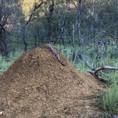 Pogona barbata (Eastern Bearded Dragon) at Mount Ainslie - 15 Oct 2020 by rhyshardy