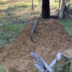 Pogona barbata at Majura, ACT - 15 Oct 2020