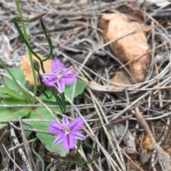 Thysanotus patersonii (Twining Fringe Lily) at Majura, ACT - 18 Oct 2020 by WalterEgo