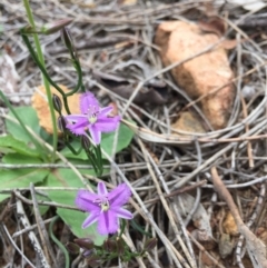 Thysanotus patersonii (Twining Fringe Lily) at Mount Ainslie - 18 Oct 2020 by WalterEgo