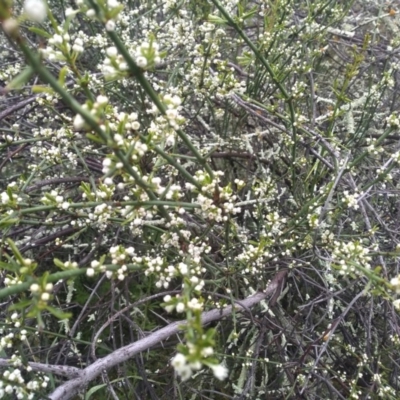 Discaria pubescens (Australian Anchor Plant) at Coree, ACT - 1 Oct 2020 by Greggy