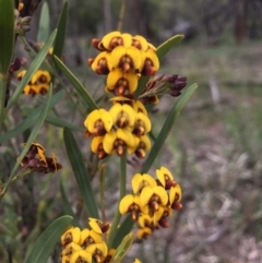 Daviesia mimosoides (Bitter Pea) at Mount Ainslie - 18 Oct 2020 by WalterEgo