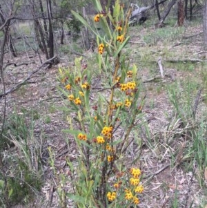 Daviesia mimosoides at Majura, ACT - 18 Oct 2020