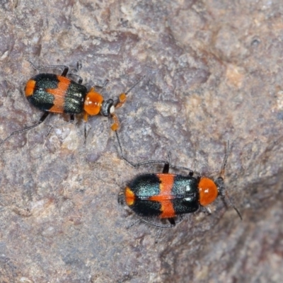 Notointybia cavicornis (A soft‐winged flower beetle) at Lower Molonglo - 18 Oct 2020 by liuzhh22