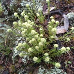 Scleranthus diander at Stromlo, ACT - 1 Oct 2020