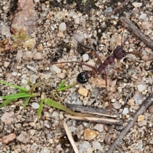 Myrmecia simillima at Paddys River, ACT - 18 Oct 2020