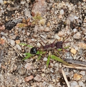 Myrmecia simillima at Paddys River, ACT - 18 Oct 2020