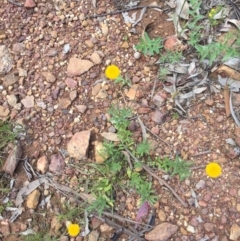 Leptorhynchos squamatus subsp. squamatus (Scaly Buttons) at Majura, ACT - 18 Oct 2020 by WalterEgo