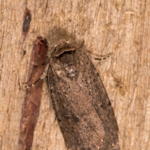 Proteuxoa provisional species 5 at Melba, ACT - 12 Oct 2020 10:48 PM