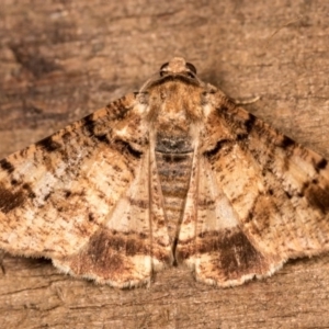 Cryphaea xylina at Melba, ACT - 12 Oct 2020