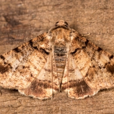 Cryphaea xylina (Woodland Geometrid) at Melba, ACT - 12 Oct 2020 by kasiaaus