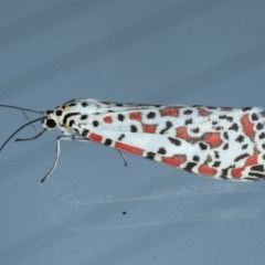 Utetheisa pulchelloides (Heliotrope Moth) at Lilli Pilli, NSW - 6 Oct 2020 by jbromilow50