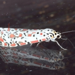 Utetheisa pulchelloides at Lilli Pilli, NSW - 6 Oct 2020 06:12 PM
