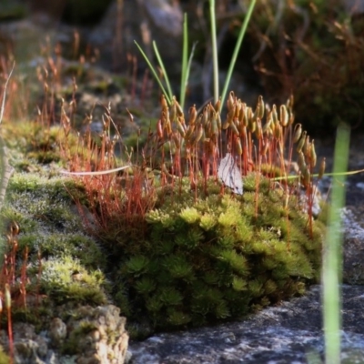 Rosulabryum sp. (A moss) at West Wodonga, VIC - 19 Oct 2020 by KylieWaldon