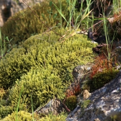 Unidentified Moss, Lichen, Liverwort, etc at West Wodonga, VIC - 18 Oct 2020 by Kyliegw