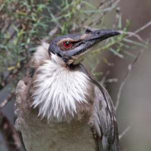 Philemon corniculatus at Majura, ACT - 19 Oct 2020