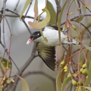 Grantiella picta at Majura, ACT - 19 Oct 2020