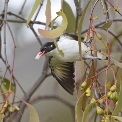 Grantiella picta (Painted Honeyeater) at Majura, ACT - 18 Oct 2020 by ConBoekel