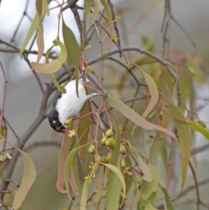 Grantiella picta at Majura, ACT - 19 Oct 2020