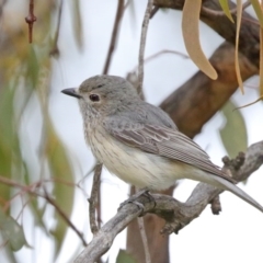 Pachycephala rufiventris (Rufous Whistler) at Majura, ACT - 18 Oct 2020 by ConBoekel