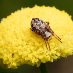 Araneus hamiltoni (Hamilton's Orb Weaver) at Rendezvous Creek, ACT - 19 Oct 2020 by Roger