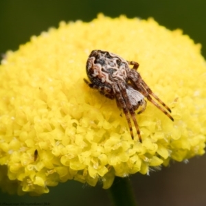 Araneus hamiltoni at Rendezvous Creek, ACT - 19 Oct 2020