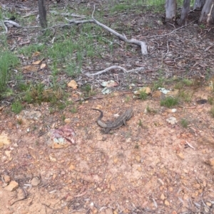 Pogona barbata at Majura, ACT - suppressed