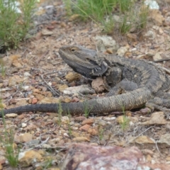 Pogona barbata at Majura, ACT - suppressed