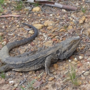 Pogona barbata at Majura, ACT - suppressed