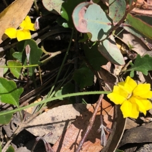 Goodenia hederacea subsp. hederacea at Oallen, NSW - 17 Oct 2020