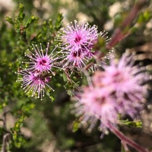 Kunzea parvifolia at Oallen, NSW - 17 Oct 2020