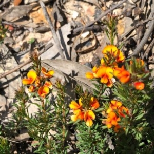 Pultenaea subspicata at Oallen, NSW - 17 Oct 2020