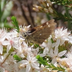 Trapezites luteus (Yellow Ochre, Rare White-spot Skipper) at Theodore, ACT - 19 Oct 2020 by owenh